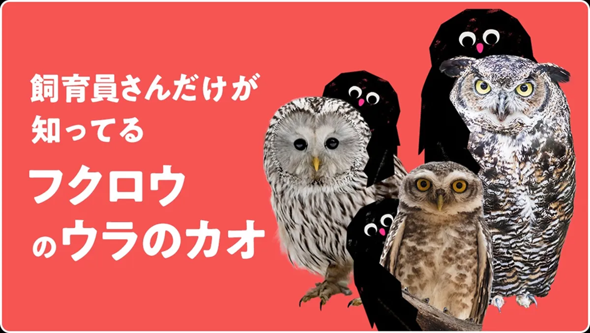 追加したフクロウのコンテンツ(上記サイトより)
