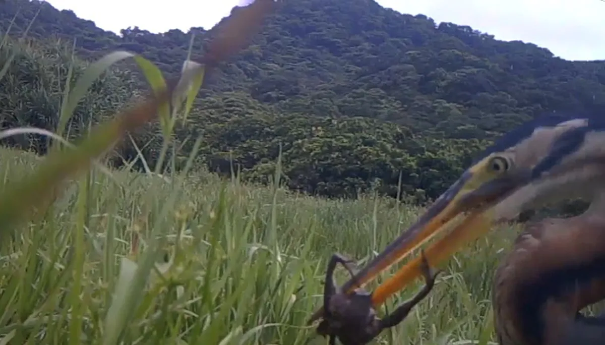 カエルを食べるムラサキサギ