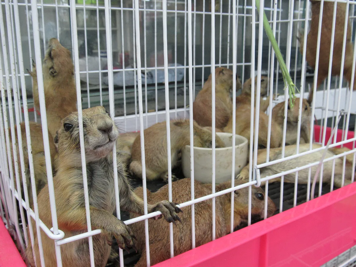 サルやプレーリードッグは人に危険な感染症をもたらす病原体を保有する恐れが高く、輸入が禁止されている。