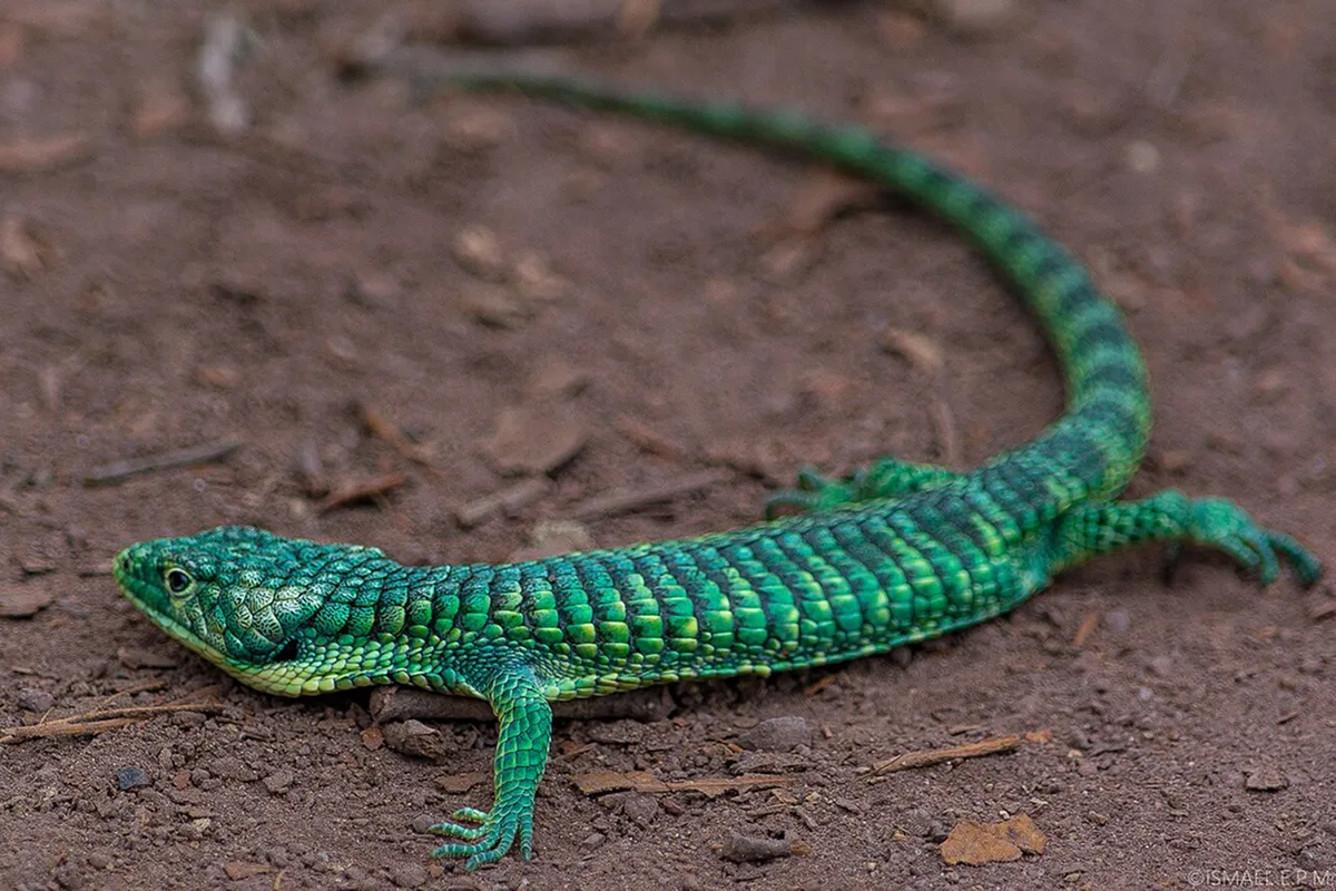 メキシコの山地に生息し、美しい青緑色の鱗を持つアオキノボリアリゲータートカゲ。