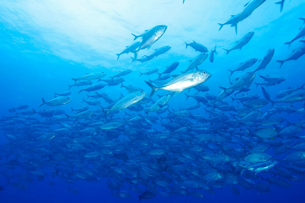 豊かな海には多くの魚たちが暮らしています。その豊かさを未来へつなぐためには、魚がどこで、どのように獲られたのかを知ることが大切です。