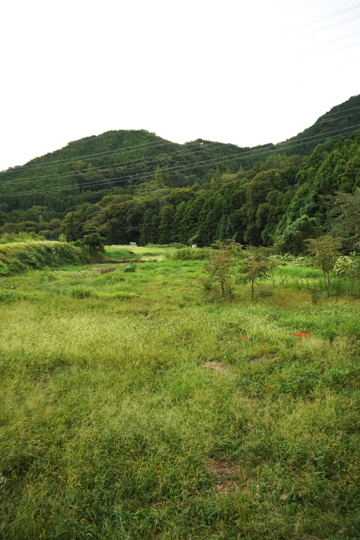 耕作放棄され生産性がなくなった土地の再生は大変。そうした場のせっかくの利活用の手段ともなり得る営農型だが、、、