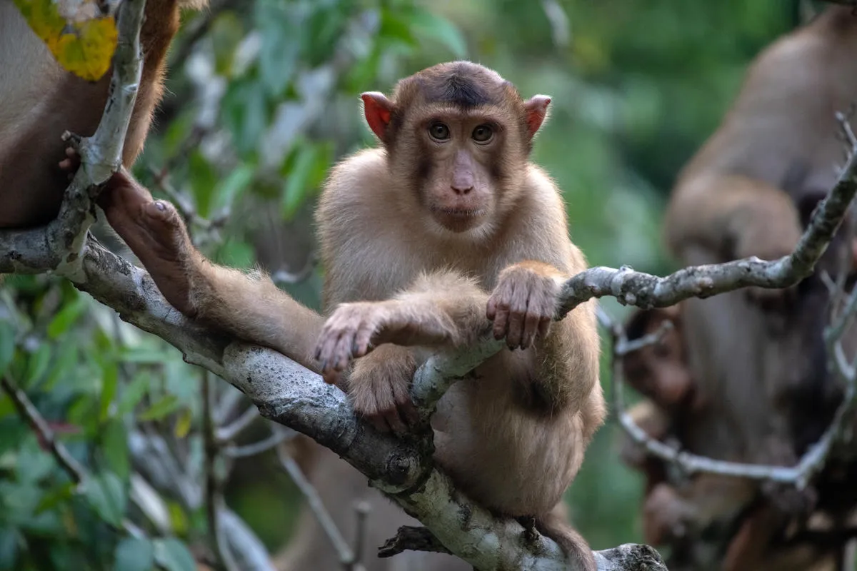 本調査で622頭の販売広告が確認されたブタオザル(Macaca nemestrina)。本種は、東南アジアに生息する絶滅危惧種(EN)である。