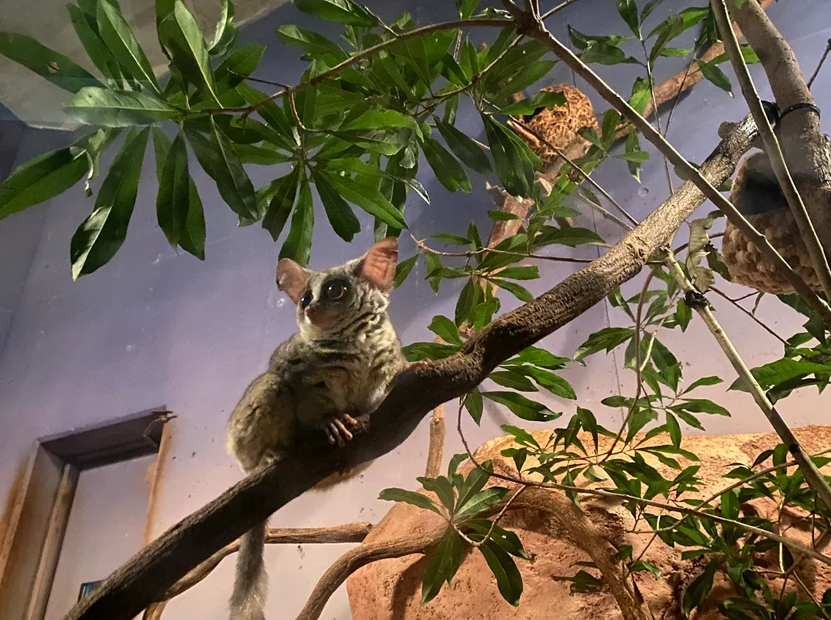 アフリカの森林やサバンナに生息するショウガラゴ(Galago senegalensis)は、本調査で4頭の広告が確認された。日本でもペット取引されている霊長類。夜行性であることや高い運動能力を有することから、飼育下で良好な動物福祉を維持することは難しい。