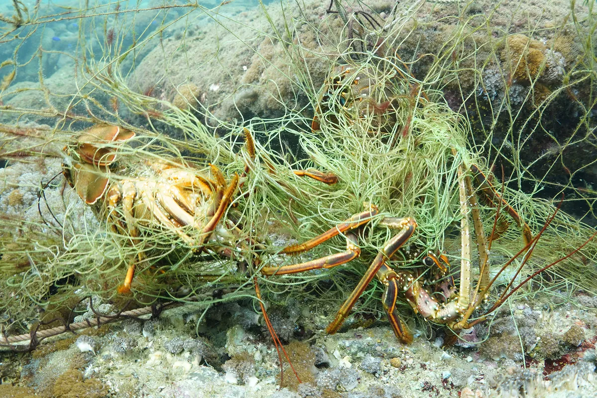 ゴーストギアは、海底に沈んでサンゴ礁や藻場に覆いかぶさり、海の環境や生き物の脅威になるだけでなく、船のスクリューに絡んで航行を妨げるなど、観光や地域経済にも大きな損害を与えます。