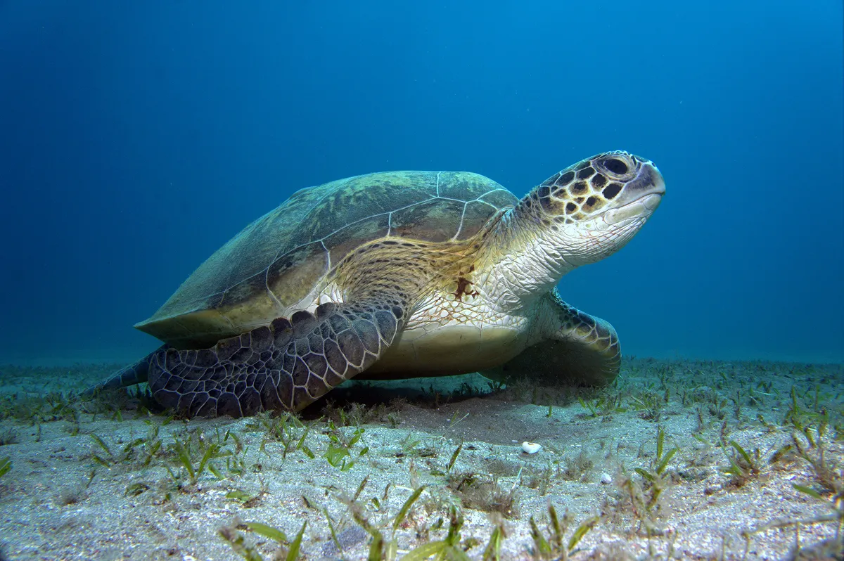アオウミガメ。アラビア海は、ウミガメ類や海棲哺乳類など、多様な海洋生物の生息地となっています。