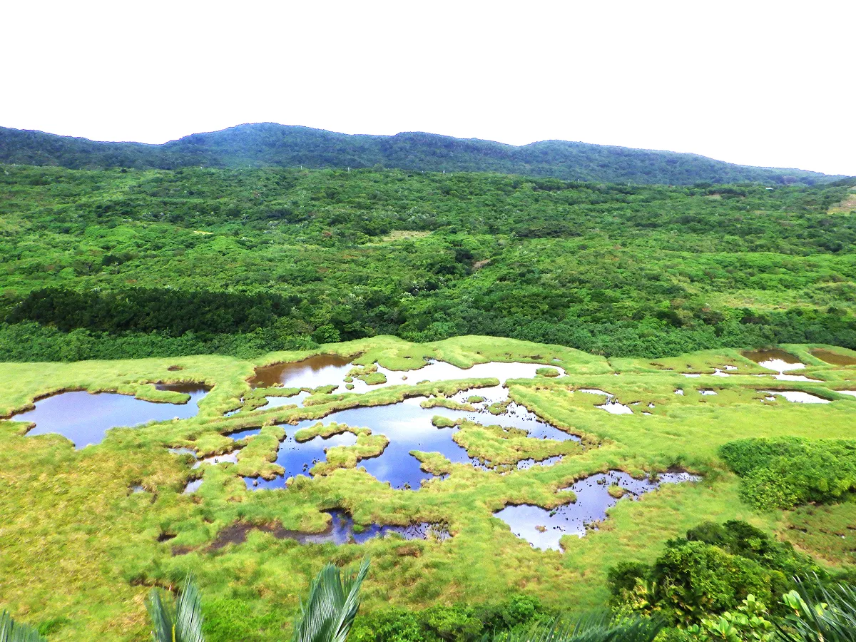 環境省が「生物多様性の観点から重要度の高い湿地(重要湿地)」として選定した、与那国島の樽舞湿原。これを掘削する新港湾建設計画が浮上、その影響が懸念されている。
