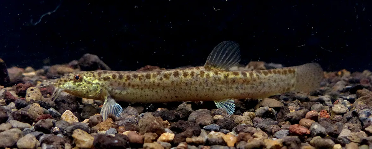 与那国島で生息が確認されたヒョウモンドジョウ。沖縄県指定希少野生動植物種、絶滅危惧IA類(沖縄県;ドジョウとして)