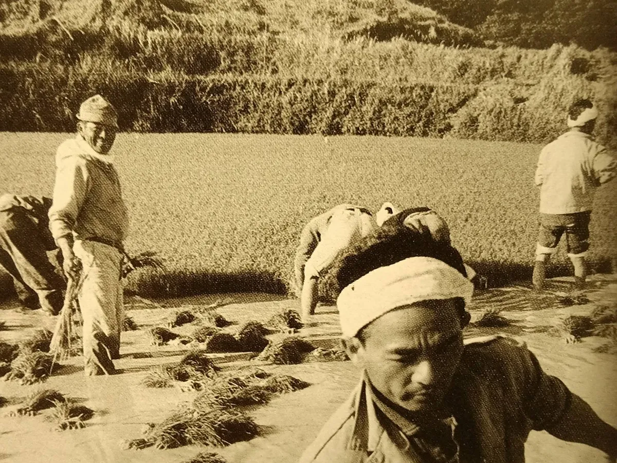 出典 与那国 沈黙の怒涛 どぅなんの100年1960年代の与那国島の風景。豊かな湧水を活用し、水牛を使った稲作が島内各地で行われていた。当時の水田やため池などの水辺は、今は失われている。