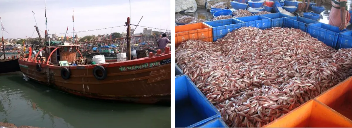 左:すり身の原料魚を漁獲する漁船 右:インドの漁港で水揚げされたイトヨリダイ