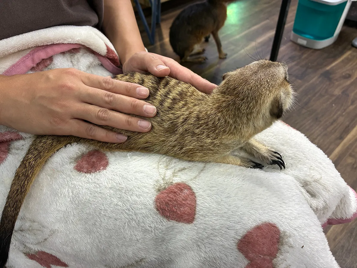 ミーアキャット(Suricata suricatta)は、アフリカのサバンナなどに生息する社会性の高い動物です。低温や多湿に弱く、ケージに閉じ込めたり、一頭で飼育したりするとストレスで自傷行為に及ぶことがあります。また鋭い犬歯と爪があるため、人がケガをする恐れもあります。