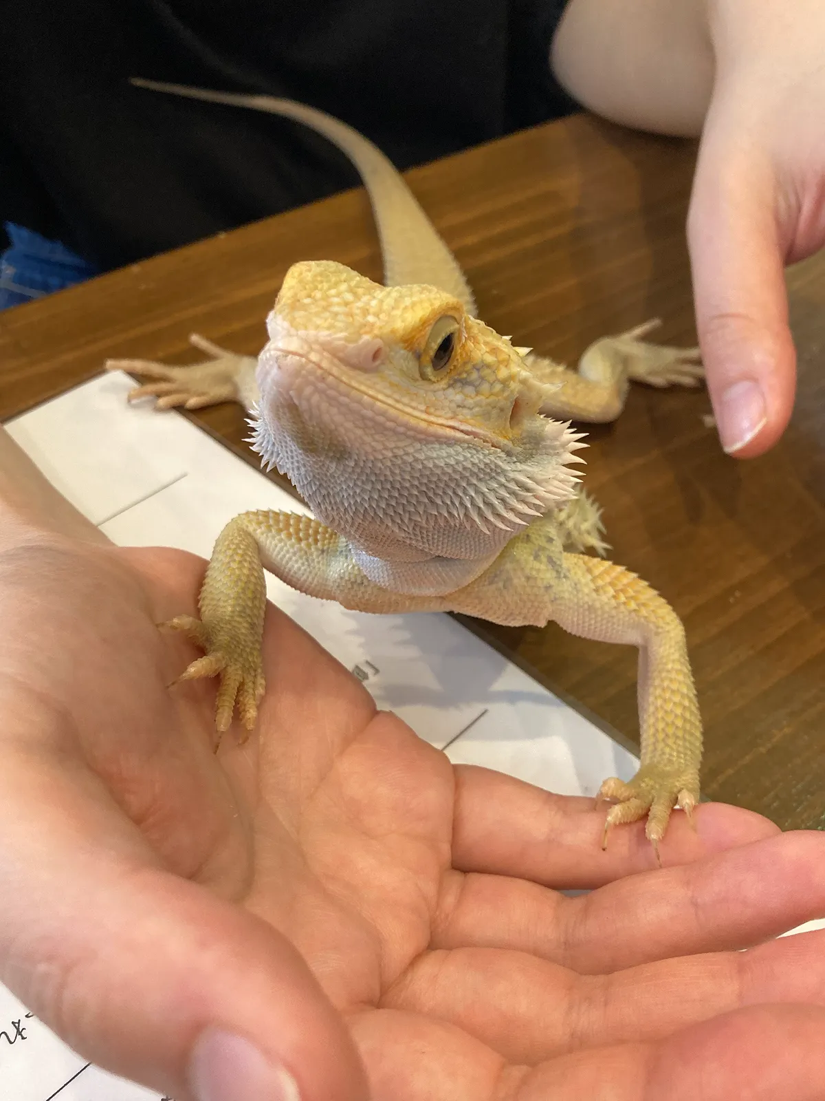 国内には、爬虫類カフェも数多くあります。爬虫類は一般にサルモネラ菌を保有するため、飲食が可能なカフェの場合、一層の衛生管理が求められます。