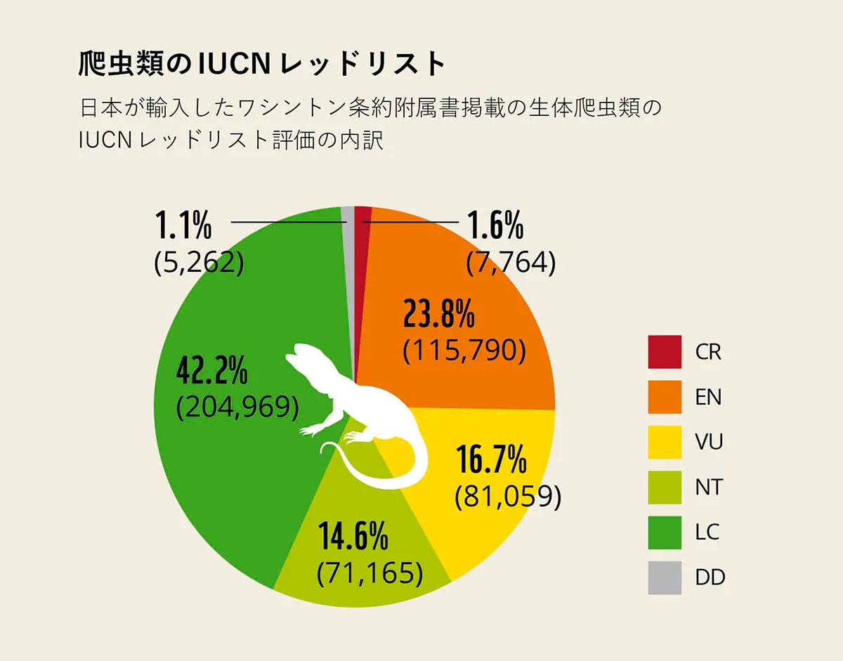 日本が2020年から2024年の間に輸入した、ワシントン条約附属書掲載種の生体爬虫類のIUCNレッドリスト評価の内訳。絶滅危機種(CR、EN、VU)に選定されている個体が204,613個体(確認できた全個体数486,009個体のうち42.1%)と数多く含まれていることが分かります。