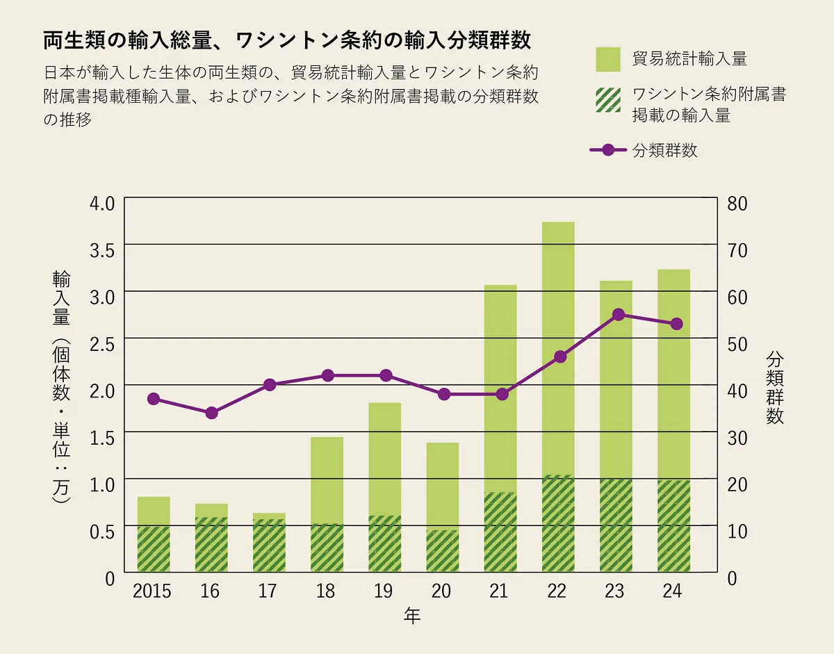 日本が輸入した生きた両生類の貿易統計上の輸入量(黄緑)と、ワシントン条約のもとで輸入した輸入量(斜線黄緑)の比較(線グラフは、輸入したワシントン条約対象種の分類群数)。輸入量が増加傾向に転じた2018年以降、ワシントン条約の対象種として取引管理が可能なのは、全体の輸入量の30%にもなりませんでした。