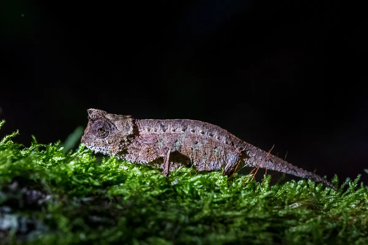 マダガスカルにのみ生息する、ツノヒメカメレオン(Brookesia superciliaris)。日本が2020年から2024年にかけて輸入した本種は全て野生から捕獲された個体でした。