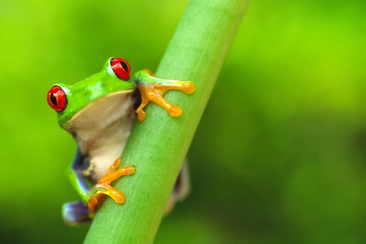 アカメアマガエル(Agalychnis callidryas)。ニカラグアから合計200個体が、必要な輸出許可書を伴わずに到着したため差し止められた事案で、警察による捜査は行なわれなかったことがデータから確認されました。