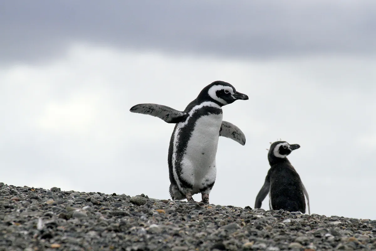 マゼランペンギン(Spheniscus magellanicus)。体長70センチメートル程で、胸と首のあたりに二本の黒い帯があることが特徴です。豊かな海の恵みを糧に、チリを含む南米大陸南部の沿岸で繁殖しています。