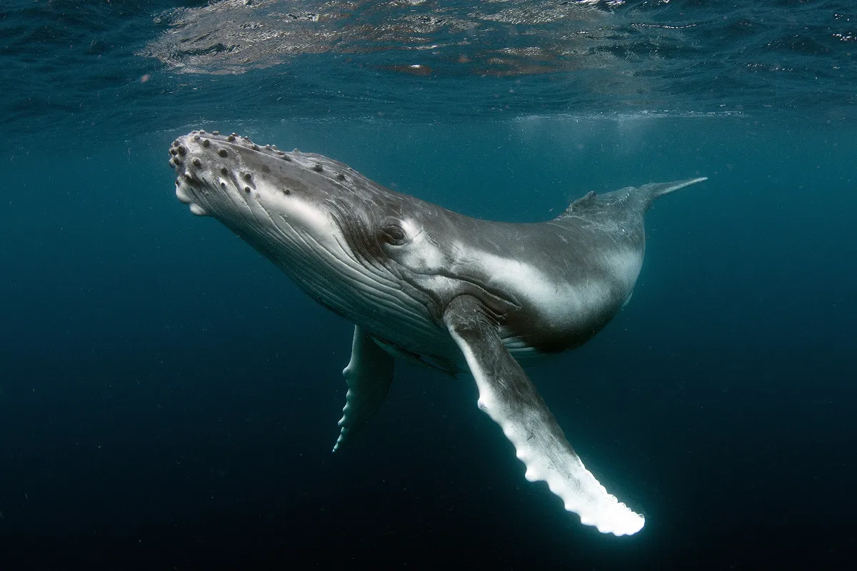 ザトウクジラ(Megaptera novaeangliae)。夏になるとチリの海へやってきて小魚などを大量に捕食し、子育てに必要な体力をここで蓄えています。