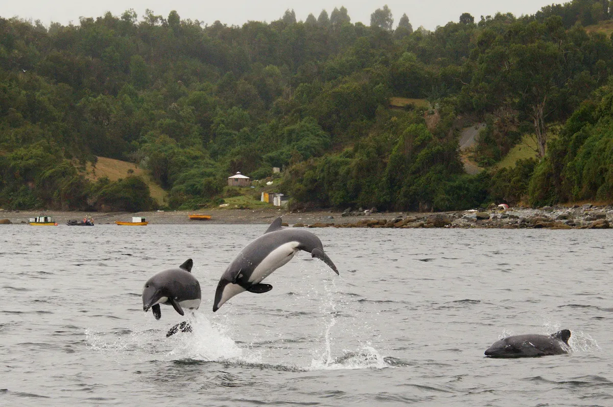 チリイルカ(Cephalorhynchus eutropia)。別名ハラジロイルカともいいます。丸みを帯びた背びれが特徴で、体長は1.7メートル程です。