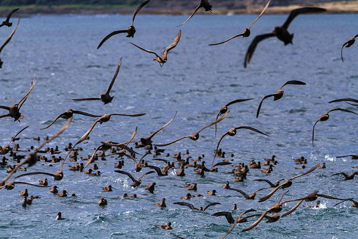 ハイイロミズナギドリ(Ardenna grisea)。外洋性の海鳥で、世界の海に広く分布していますが、繁殖地は限られており、チリ南部はその重要な場所のひとつとなっています。