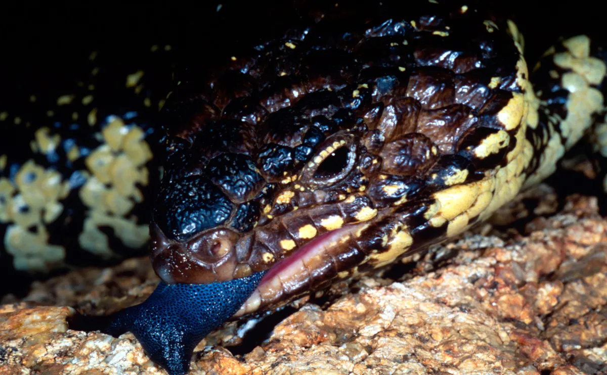 アデレードアオジタトカゲと同属のマツカサトカゲ(Tiliqua rugosa)。日本でもペットとして人気がありますが、2019年に日本人が関わる密輸事件が摘発されました。