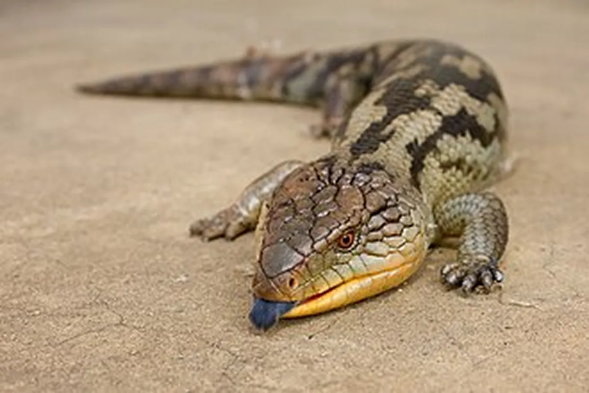 インドネシアにも生息するキタアオジタトカゲ(Tiliqua scincoides)。日本国内でも広く流通しており、飼育下繁殖個体も多く取引されています。しかし、見た目だけでその個体が適法なルートで流通しているかを判断することはできません。事業者は個体の由来や入手経路を開示し、消費者はそれを確認することが重要です。