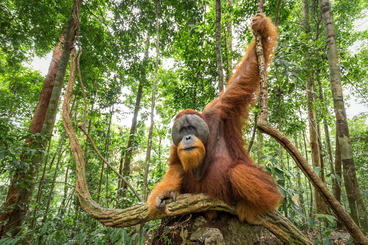 2017年にスマトラ島で発見されたタパヌリ・オランウータンは野生個体数が800頭未満で、世界で最も個体数の少ない大型類人猿とされています。2025年11月、極端豪雨により生息地で大規模な地滑りが発生。樹上生のオランウータンが逃げる余地はほぼなく、ここに生息していた個体群の約11%(推定58頭)が地滑りに巻き込まれた可能性があるとされています。単一の極端気象イベントが種の絶滅のリスクを一気に上げてしまうことを定量的に示した事例。写真は同じスマトラ島のスマトラ・オランウータン。