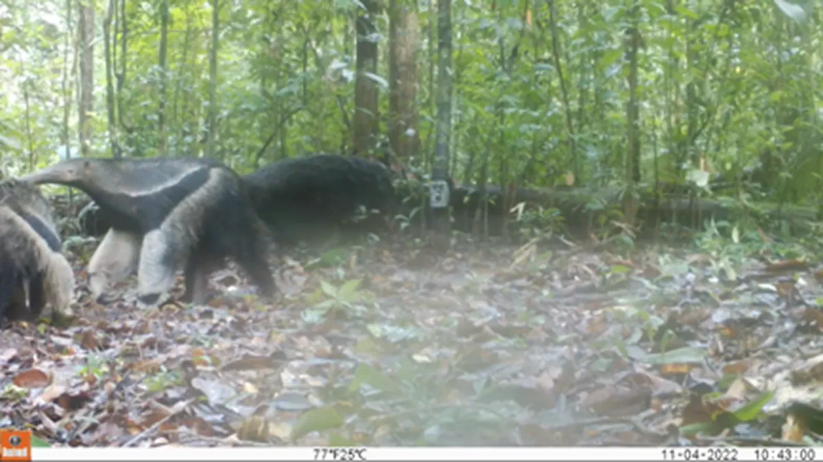 WWジャパンが支援するジャガー保全プロジェクトの生息地調査で、カメラトラップ(自動撮影カメラ)により撮影されたオオアリクイ(Myrmecophaga tridactyla)。アマゾンの森は、ジャガーをはじめ多種多様な生き物の重要な生息地です。