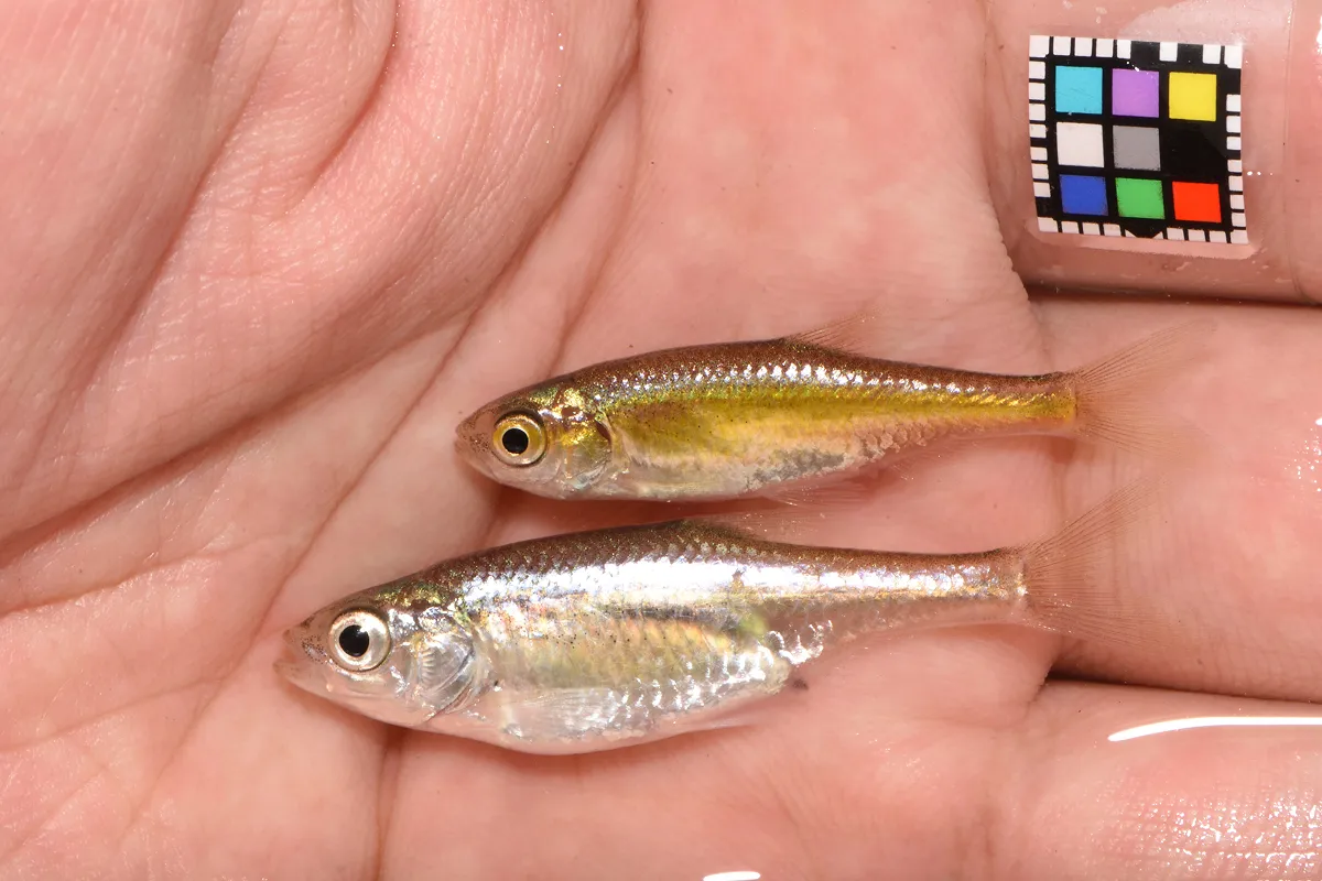 カワバタモロコ。オス(写真上)は繁殖期になると金色に変化する、美しい淡水魚です。