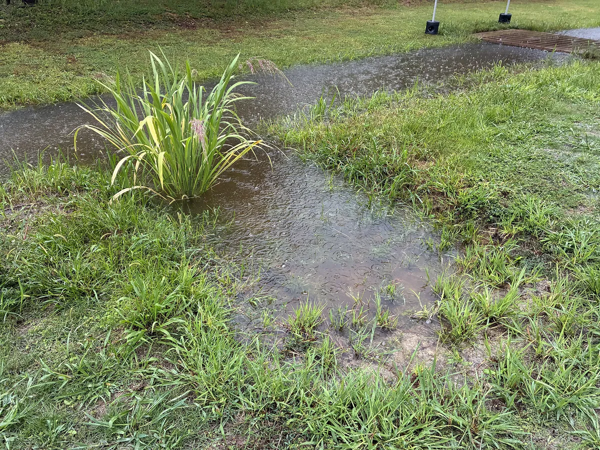 午後の大雨で水没したエコトーン。このような湿地環境は、大雨が降った際に一時的に雨水を貯め、ゆっくりと浸透・流出することで治水への貢献も期待できます。