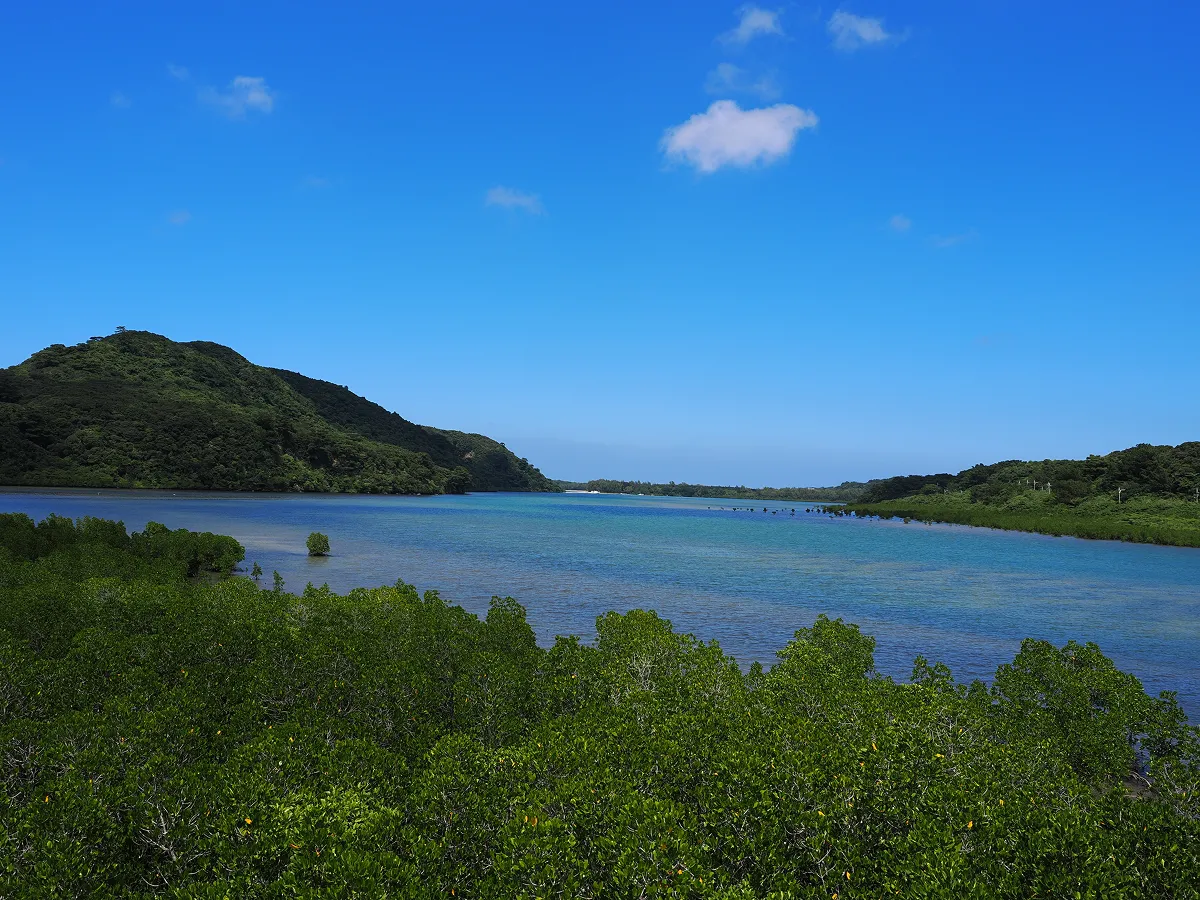環境保全と自然体験を両立する「保全型エコツーリズム」候補地、沖縄県西表島の浦内川。日本最大のマングローブ林を河口に有し、流域は世界自然遺産に登録されている。