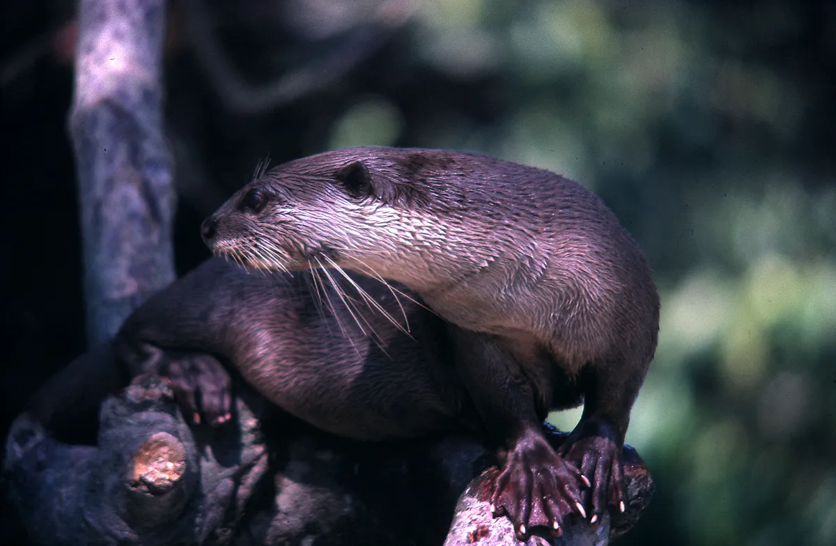 ビロードカワウソ。IUCNのレッドリストで「危急種(VU)」に選定されています。