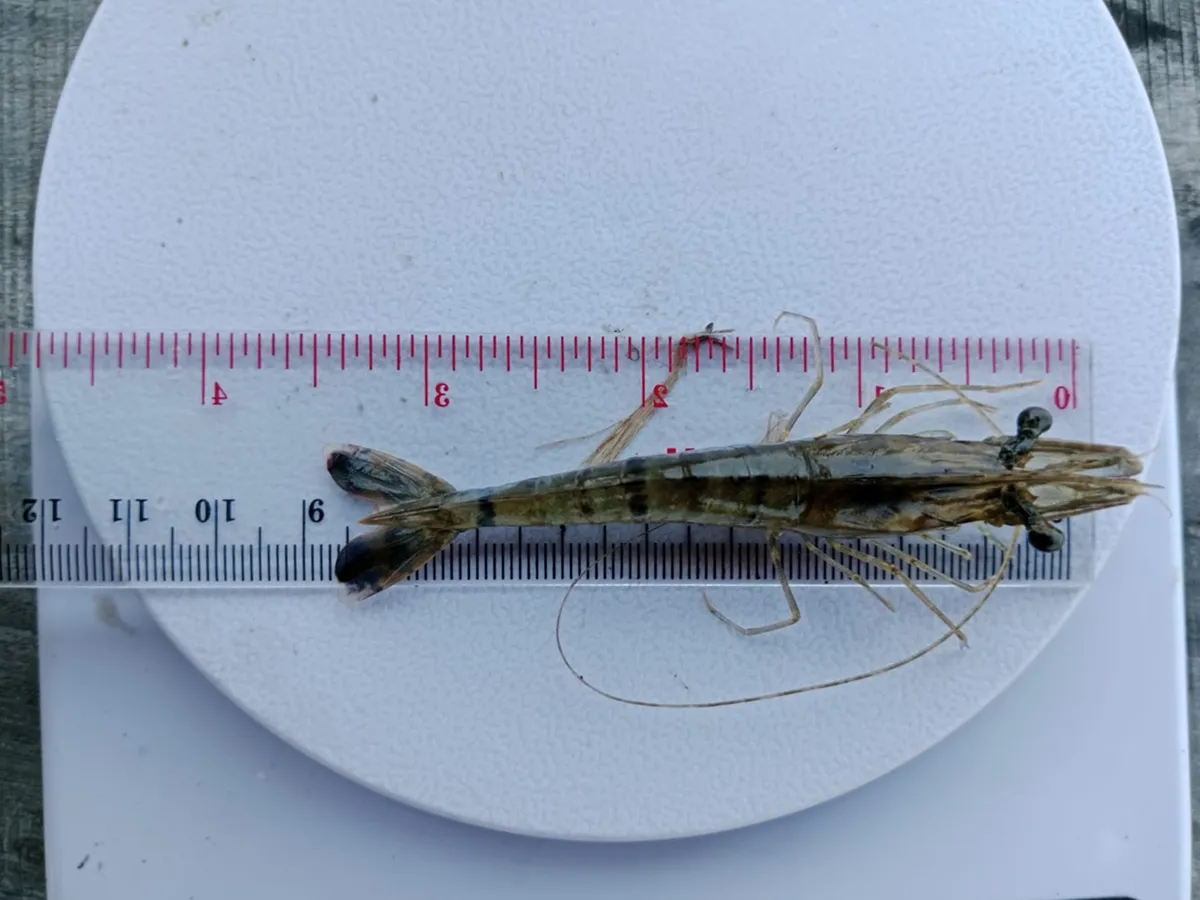 エビの成育状況のモニタリング。定期的にエビの大きさや健康状態を確認し、適切な生産管理につなげています。こうしたエビや養殖池の適切な管理が、周辺環境への負荷を抑えることにもつながります。