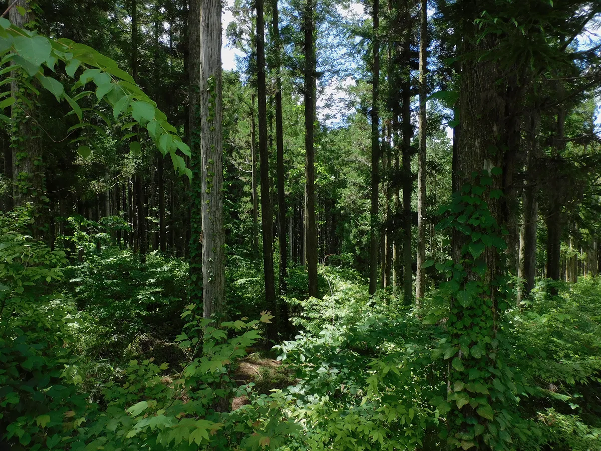 WWFが地域の方々と森林プロジェクトを推進している、岐阜県東白川村のFSC®認証林。持続可能な管理が行なわれているこの認証林では、林床に自然の植生が形成されています。これらは土中の水分の保持や、土壌の流出などを防ぐ効果をもたらします。
