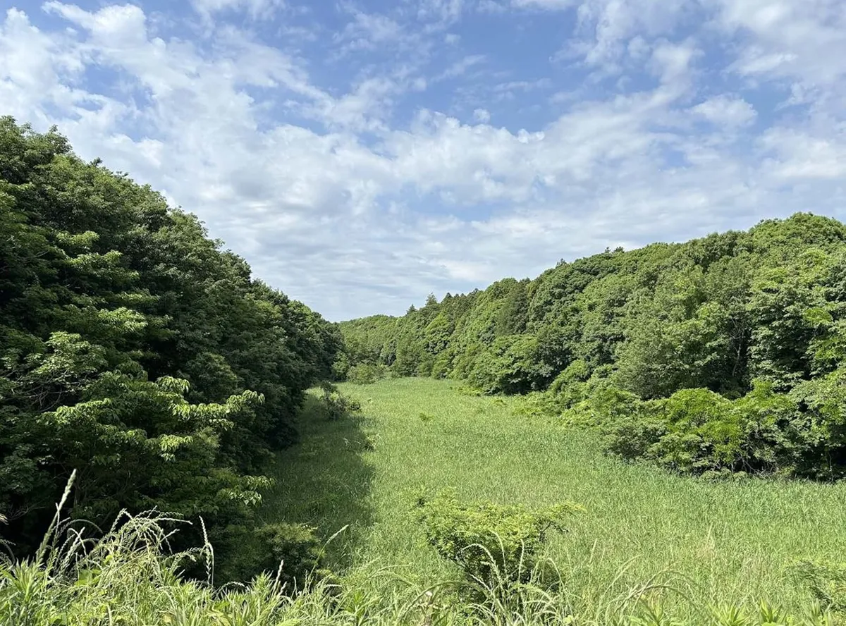 千葉県にある谷津田の風景。台地の切れ目にある入り江のような地形で、湧水なども多く、生物にとっても貴重な住処を提供している