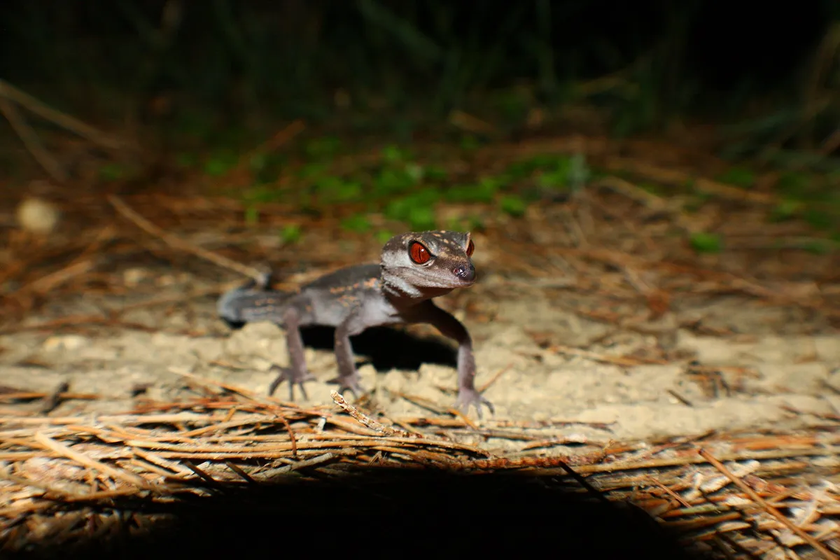 1970年代から生息地・沖縄で保護対象となっているクロイワトカゲモドキ(Goniurosaurus kuroiwae)は、2021年になってやっとワシントン条約の規制対象となりました。かねてから海外への違法な持ち出しが指摘されていましたが、2026年にも国内のペット事業者が関与する事件が摘発されました。また本種以外にも日本の法律で保護されている固有種の海外におけるペット需要を当て込んだ密猟や密輸が近年続発しています。