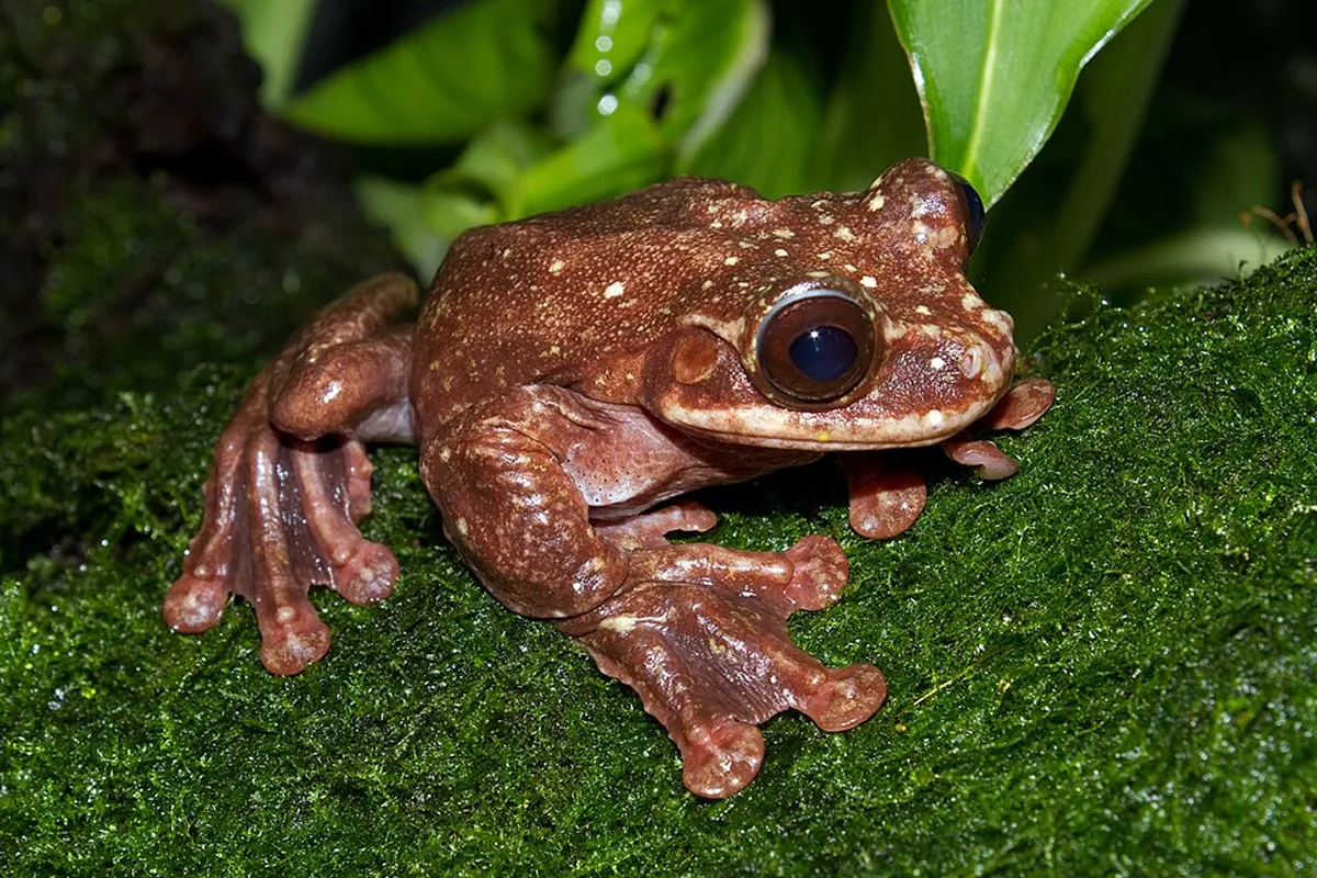 ラッブ・リム・ツリーフロッグ(Ecnomiohyla rabborum)は、中南米に分布していた樹上性の大型のカエル。ペット取引が主因で世界中に蔓延したとされるカエルツボカビ病により激減し、写真の飼育個体を最後に2016年に絶滅したと考えられています。