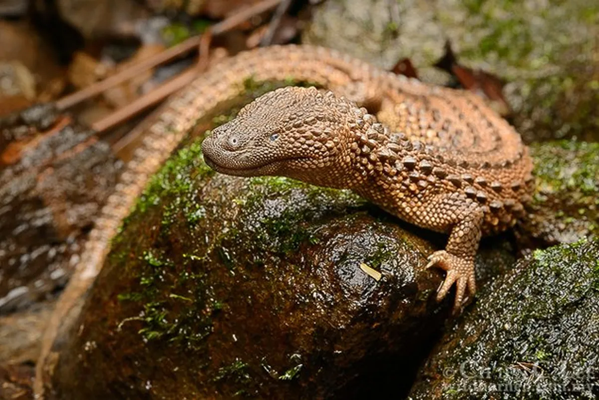 2010年代に再発見されたミミナシオオトカゲ( Lanthanotus borneensis )は生息国で保護されていて、2017年にはワシントン条約の附属書II掲載種となりました。WC個体の輸出の記録がないにも拘わらず、日本を含む世界のペット市場で流通しています。