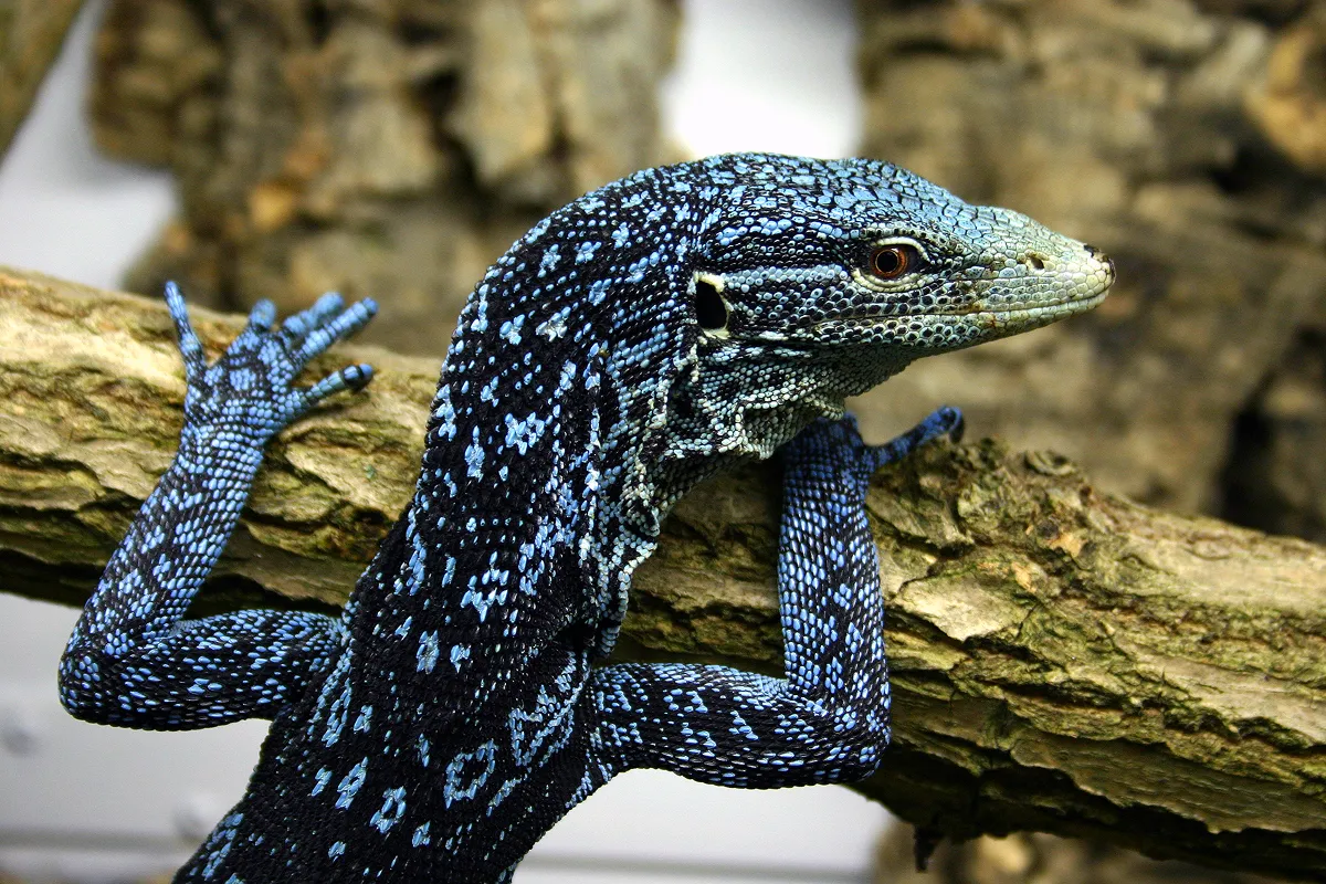 生息国のインドネシアではコバルトツリーモニター(Varanus macraei) の野生捕獲(WC)個体の輸出は認められていないが、WC個体を飼育下繁殖(CB)個体と偽って行われる取引が長年問題となっている。日本のペット市場でも本種は人気がある。専門家は、「本当にCBであれば、若齢個体の取引が主なはずだが、日本市場には、成体やWCの特徴のひとつである、欠けや傷の目立つ個体が多い」と指摘しています。