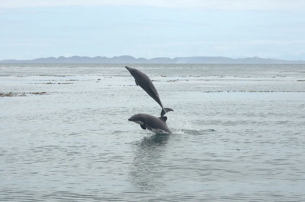 チリイルカ(Cephalorhynchus eutropia)。チリの沿岸域にのみ生息する固有種で、南部パタゴニア地域の生物多様性の豊かな海を象徴する種のひとつです。