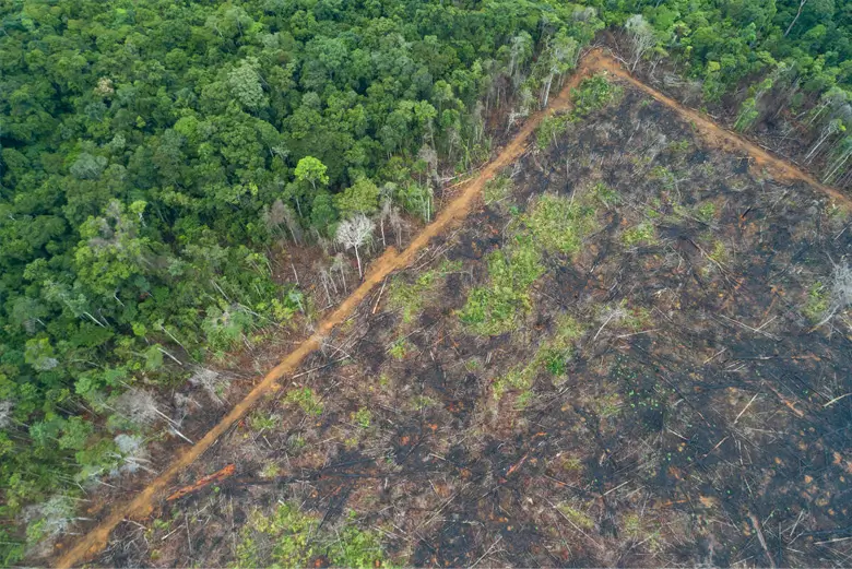 農地に転換される南米の森。こうした事業に資金が付くと、環境の破壊は一気に進みます。生物多様性に有害なインセンティブとは、こうした環境への配慮が足りず、生息地の破壊や土地利用転換、資源の過剰利用、温室効果ガスの大量排出、汚染など、環境破壊を招き、生物多様性の損失を引き起こす要因となっている経済活動を後押しする補助金や優遇措置などをいいます。