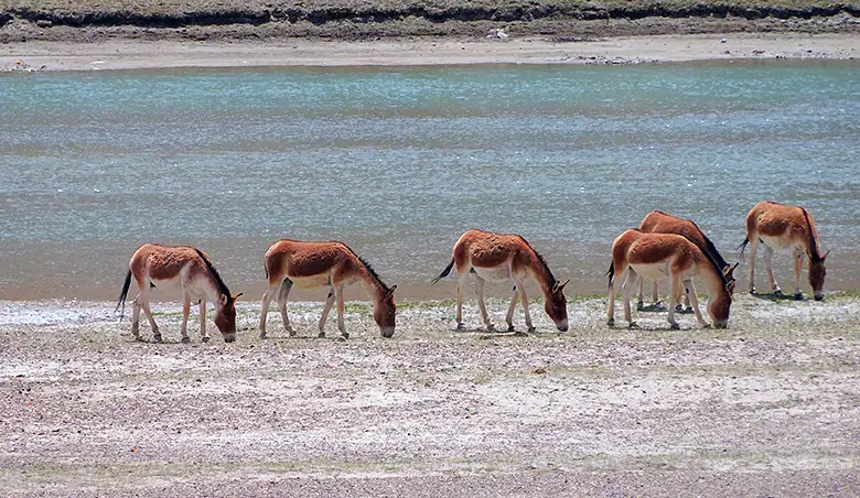 チベットノロバの群。西ヒマラヤの厳しい環境に適応した草食動物の一種です