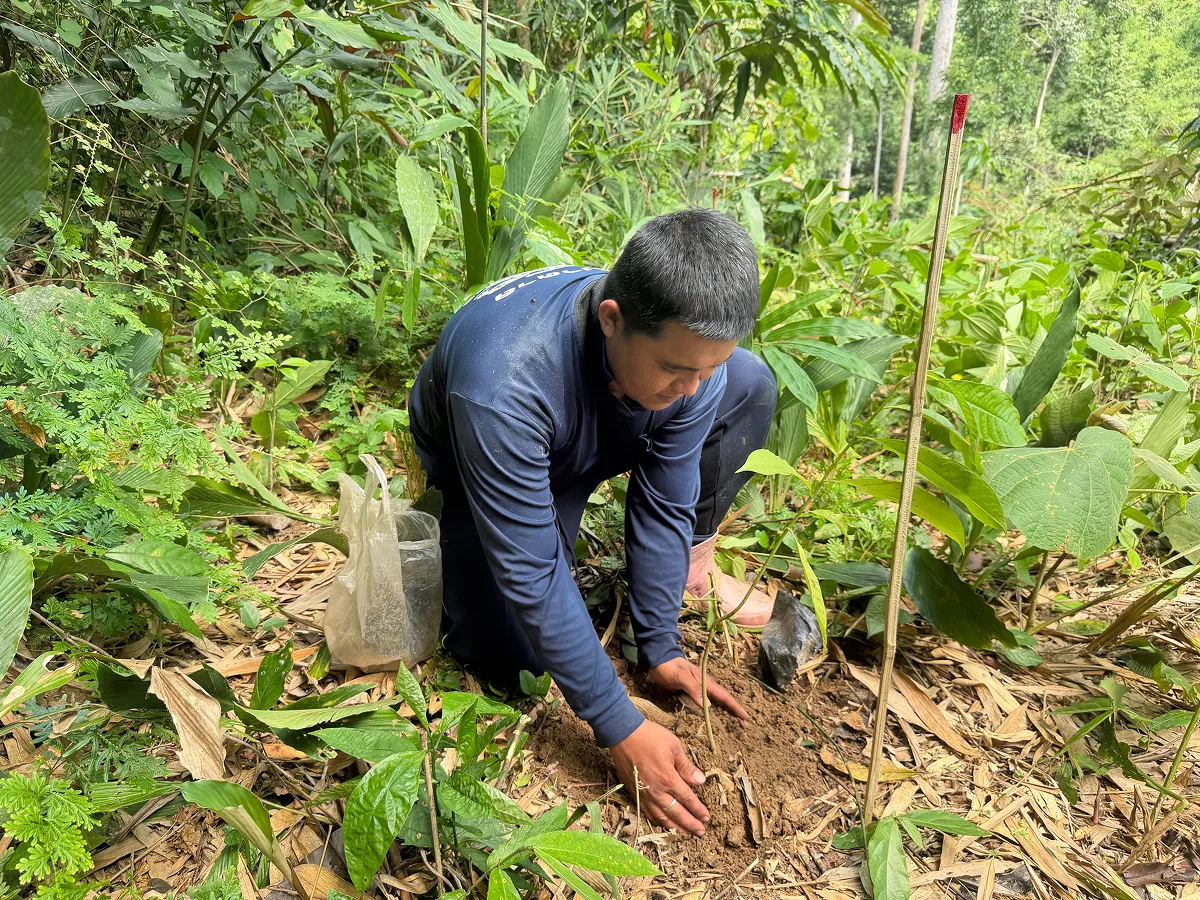 違法に開発された土地で行なわれた森林再生活動。在来樹種の植栽や天然更新の促進により、生態系の回復を目指します。