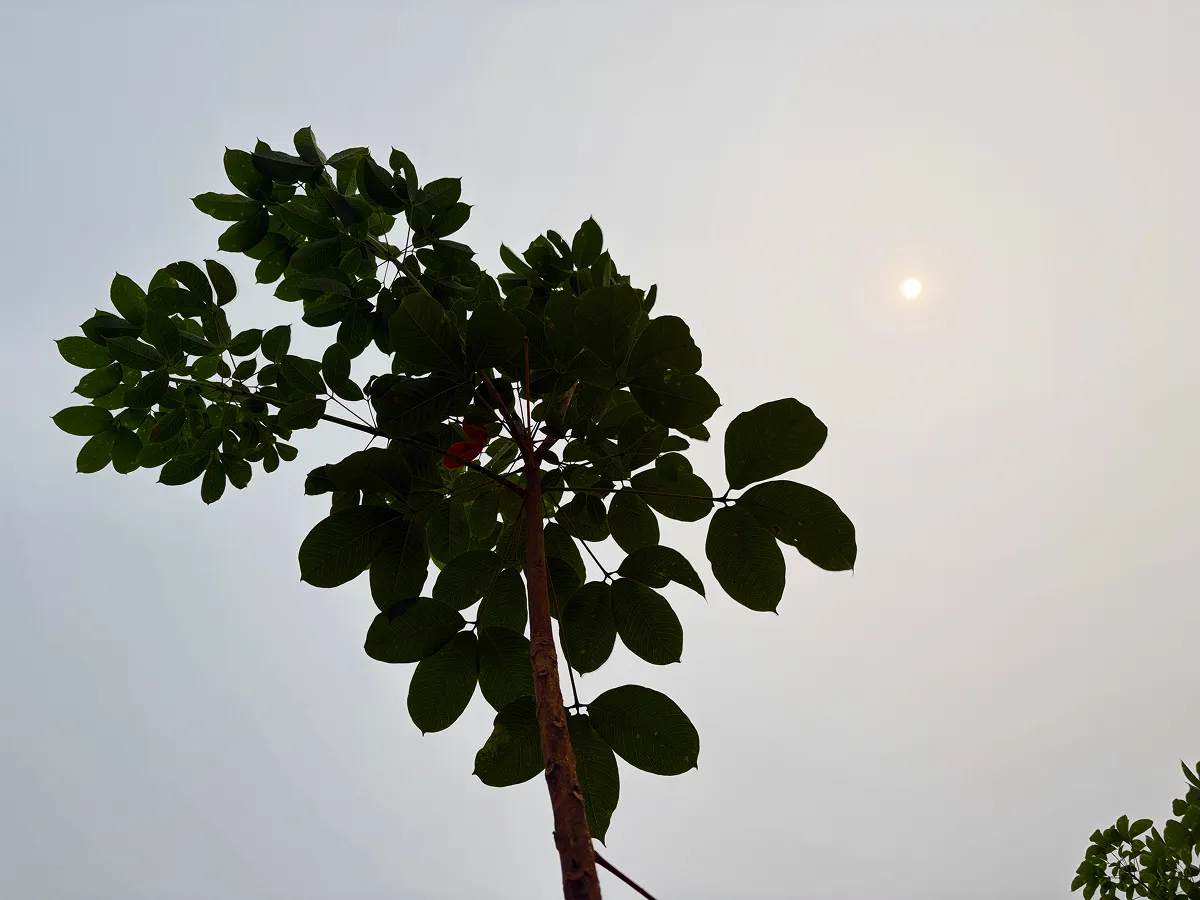 ヘイズにより夕日のように赤く見える太陽。