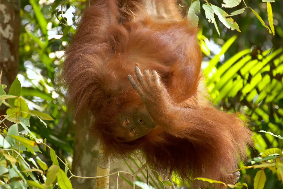 リアウ州の隣のジャンビ州で出会った若い雄のオランウータン