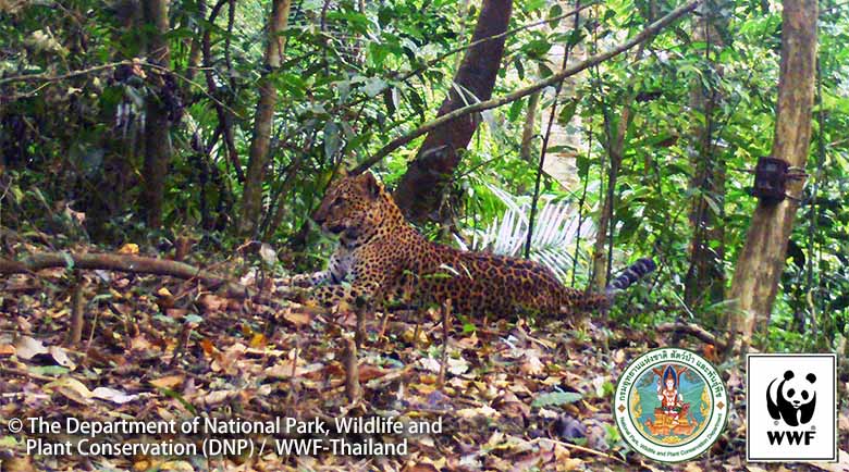 インドシナヒョウ