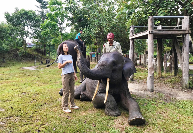 スマトラ島リアウ州のテッソニロ国立公園で野生のゾウと触れ合っているところ