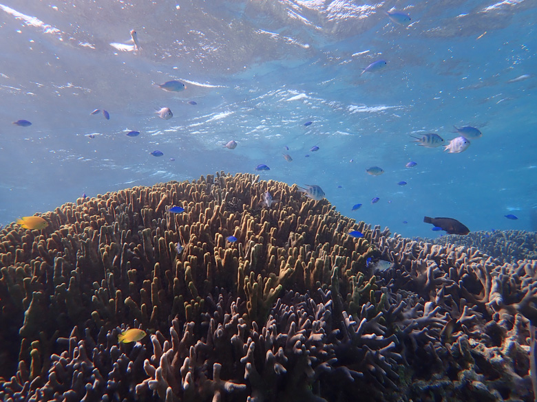 白保の海とサンゴ(2019年2月撮影)