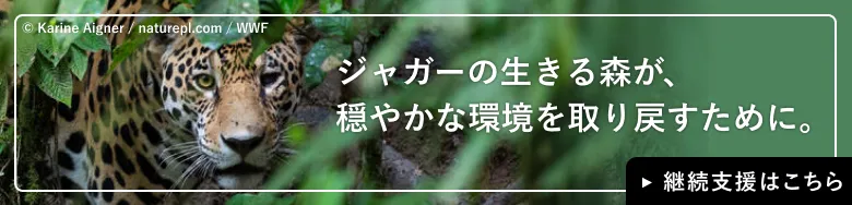 ジャガーの画像