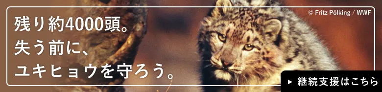 ユキヒョウの画像